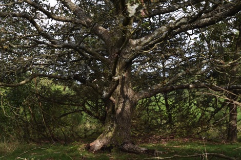 Ancient tree, Mols Bjerge National Park